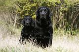 LABRADOR 746
